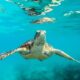 Barbados Catamaran Day Cruise Swim With Turtles