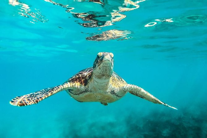 Barbados Catamaran Day Cruise Swim With Turtles