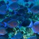 Barbados Snorkelling Cruise