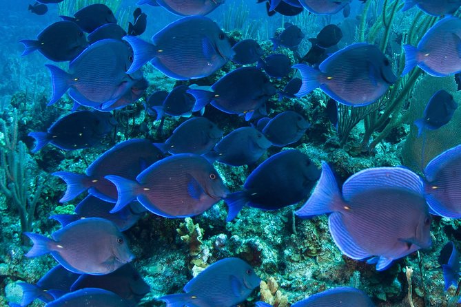 Barbados Snorkelling Cruise