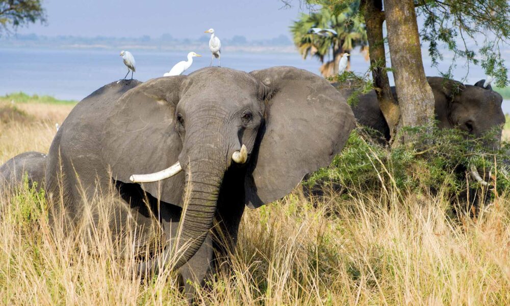 Uganda to open new airfields to allow international flights to land direct in its National Parks