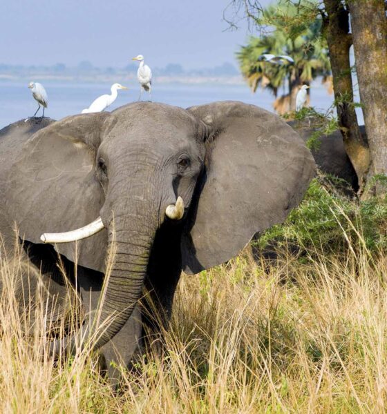 Uganda to open new airfields to allow international flights to land direct in its National Parks