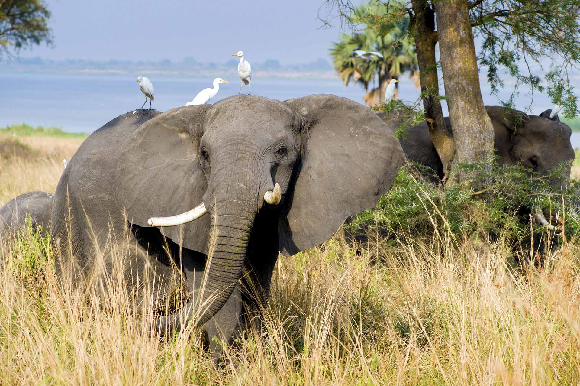 Uganda to open new airfields to allow international flights to land direct in its National Parks